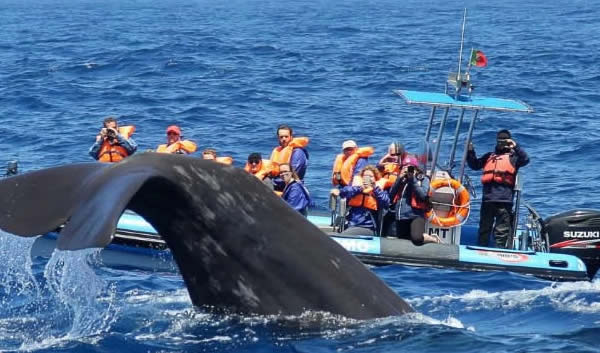 Whale Watching in São Miguel: Best Time & Complete Guide