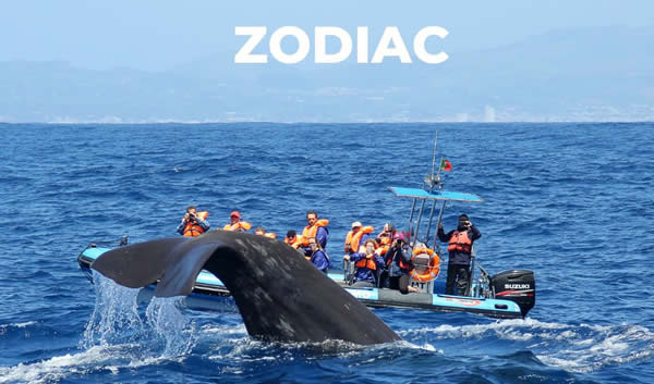 Aventure en bateau semi-rigide aux Açores