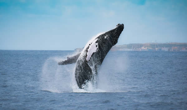 Observation des baleines et cétacés à São Miguel Açores