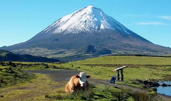 Montagne de Pico et vignobles de pierre noire