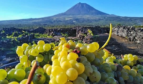 Vignobles de l'île de Pico protégés par des murs en pierre volcanique, patrimoine UNESCO
