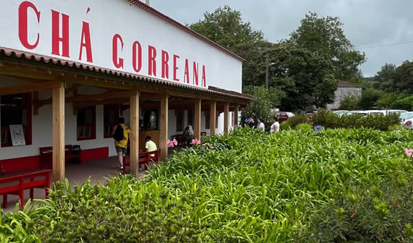 Plantations de thé Gorreana à São Miguel, les seules en Europe