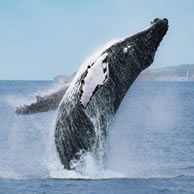 Réservation Whale Watching Ponta Delgada
